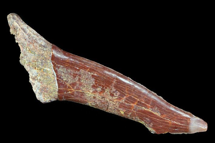 Cretaceous Giant Sawfish (Onchopristis) Rostral Barb #72738